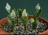 <em>Hyacinthella glabrescens</em>